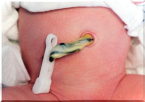 What is the role of the umbilical cord in pregnancy?