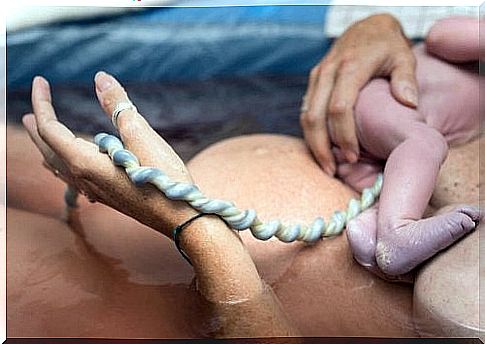 What is the role of the umbilical cord in pregnancy?