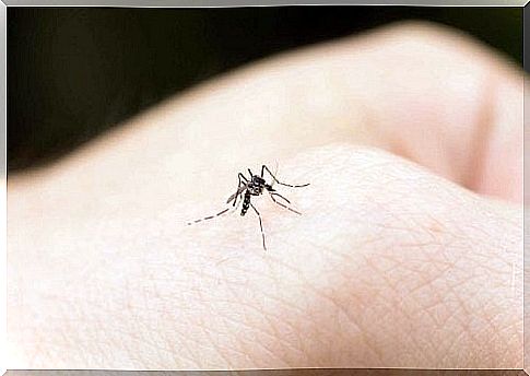 Why do mosquitoes always sting my baby?